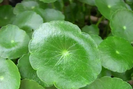 madecassoside fluid - ZHENYIBIO