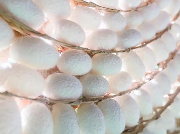 What effects does sericin have?