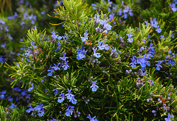 rosmarinic acid manufacturer -ZHENYIBIO