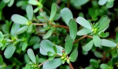 Health benefits of using portulaca oleraceae