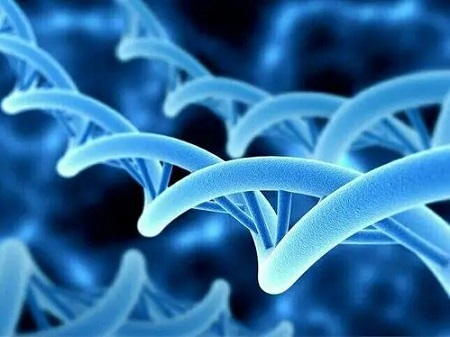 nmn nicotinamide mononucleotide-ZHENYIBIO
