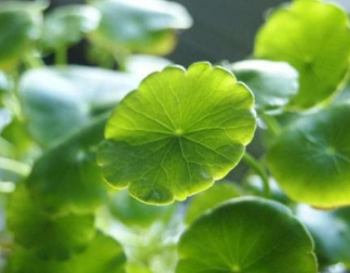 Asiaticoside asiatic acid diverse benefits introduced
