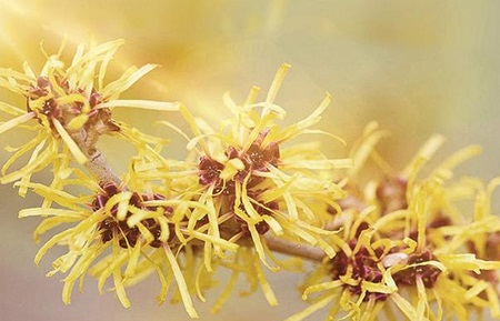 hamamelis virginiana leaf extract - ZHENYIBIO