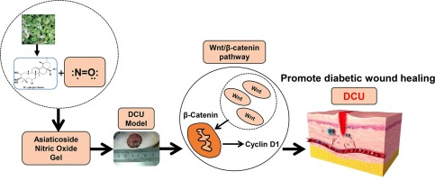 Asiaticoside wound healing-ZHENYIBIO