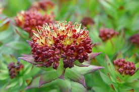 Benefits of rhodiola rosea extract in skin care
