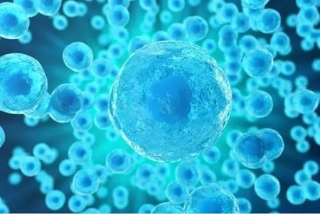 Why can nicotinamide mononucleotide (NMN) anti-aging?