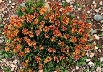 The amazing power of rhodiola rosea extracts