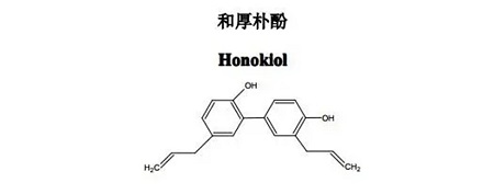 Magnolia officinalis extract powder - ZHENYIBIO