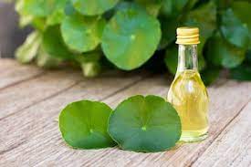 CENTELLA ASIATICA oil-