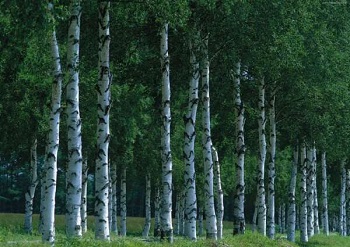 betulinic acid price -ZHENYIBIO