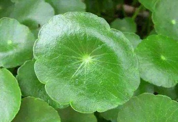 Benefits of centella asiatica for skin care