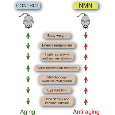 benefits of beta nicotinamide mononucleotide-ZHENYIBIO