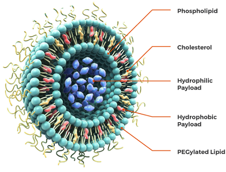 Are liposomes natural and safe?