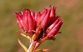 What is salidroside good for?
