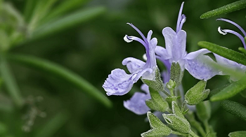 Rosemary extract application and uses for skin care