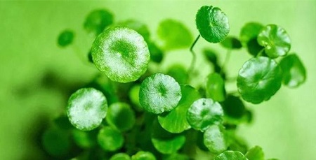 madecassic acid price - ZHENYIBIO