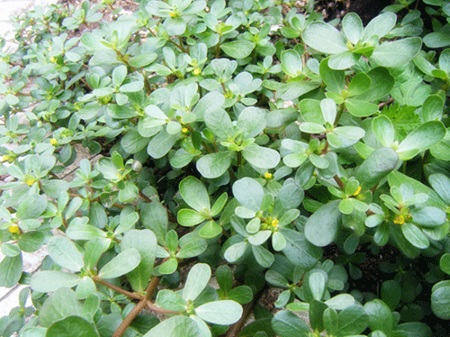 What is portulaca oleracea extract