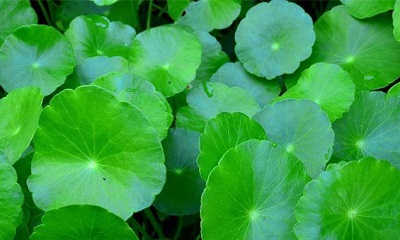 Centella asiatica extract's efficacy and effect in cosmetics