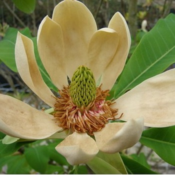 Learn details of honokiol extract efficacy